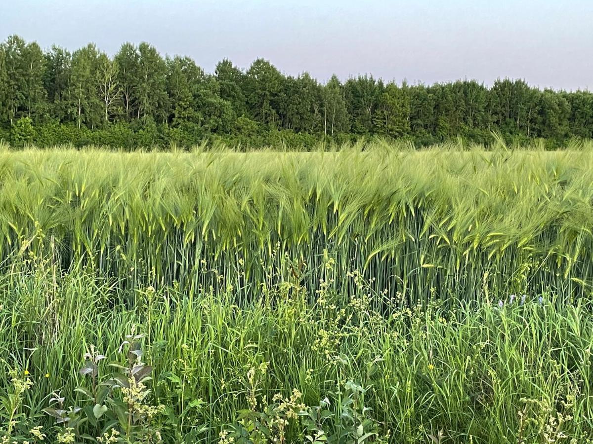 Sjoenaera Stuga Norrtälje Buitenkant foto